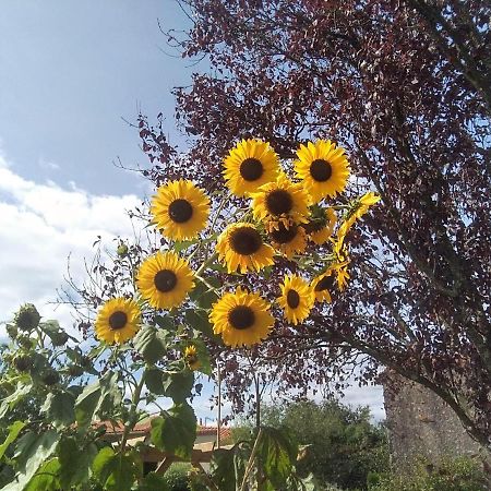 Les Tournesols Bed and Breakfast La Bernardiere Eksteriør billede