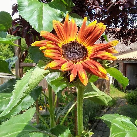 Les Tournesols Bed and Breakfast La Bernardiere Eksteriør billede