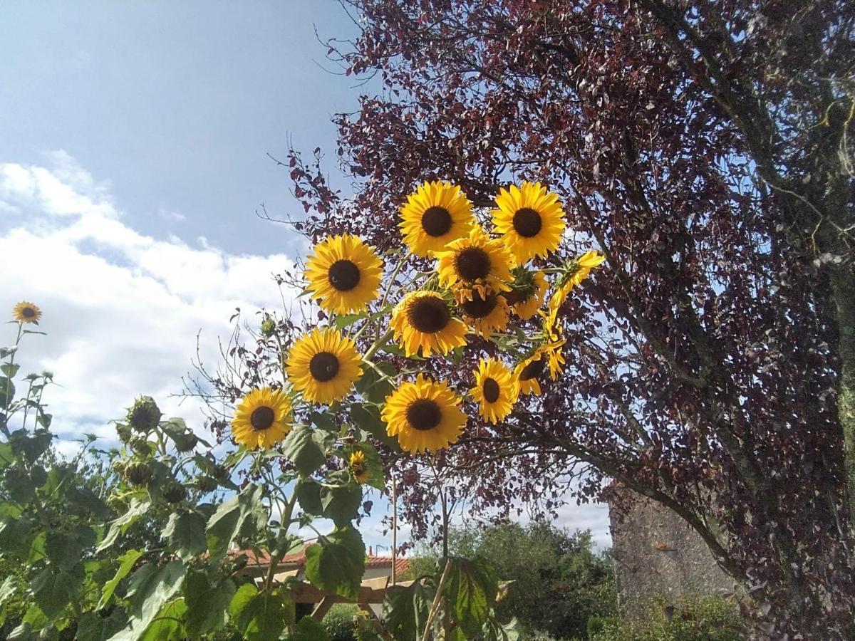 Les Tournesols Bed and Breakfast La Bernardiere Eksteriør billede