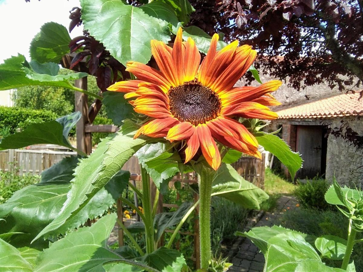 Les Tournesols Bed and Breakfast La Bernardiere Eksteriør billede